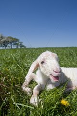 Lamb Mérinos newborn grass in a meadow