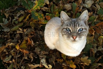 Cat sitting on dead leaves Haute-Normandie France