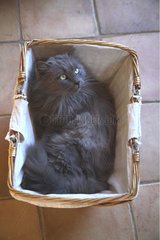 Katze in einem Korb Frankreich liegt
