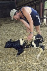 Landwirt reibt ein neugeborenes Kalb auf dem Strohfrankreich