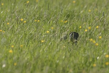 European hare hidden in the grass Lorraine France