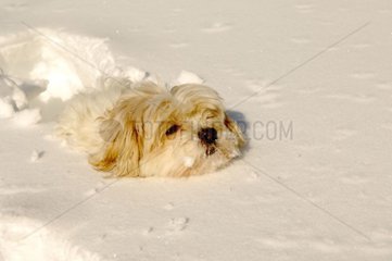 Dog Tulear Cotton in snow
