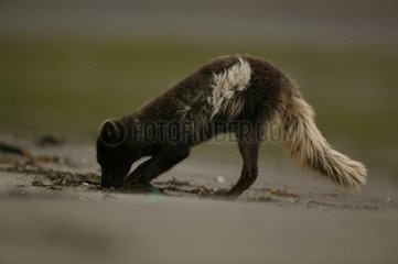 Arctic Fox digging into sand shore in Iceland