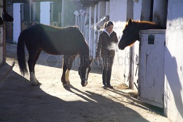 Ein junger Fahrer  der sein Pferd im Stall sucht