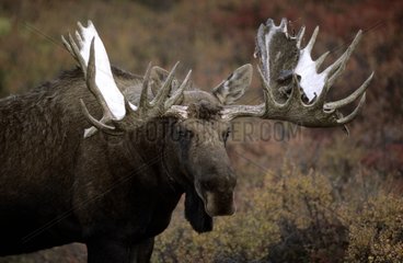 Portrait of a male Moose Denali NP Alaska