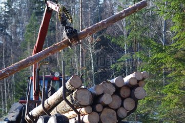 Pickup und Transport von Baumstämmen in einem Nadelwald -Lettland