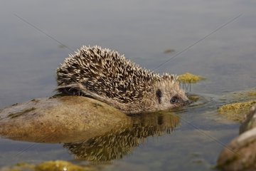 Western European hedgehog going in water Spain
