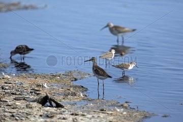 Green Sandpiper and Little Stint - Salin Pesquiers France