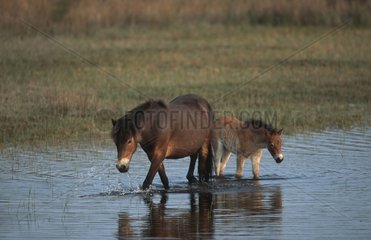 Exmoor Pony and foal Texel Island Netherland
