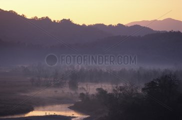 Stags crossing the river Corbett NP India