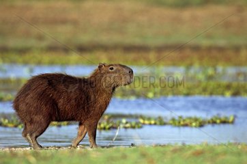 Capybara adult careful in Llanos of Venezuela