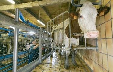Montbeliarde Kuh im Melkraum Frankreich