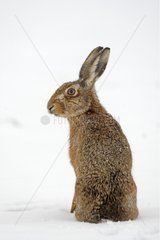 European hare in a meadow covered with snow Great Britain