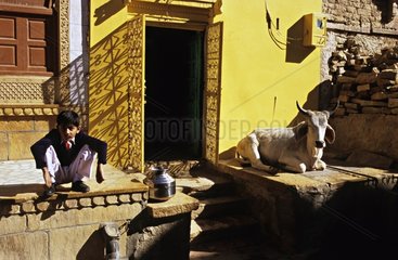 Sacred Cow in the streets of Jaisalmer Rajasthan India