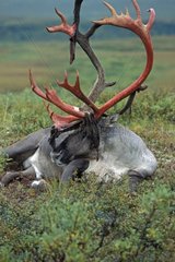Caribou avec andouillers sanguinolents Alaska USA