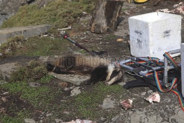 Badger Corpse an der Fütterungsstation für Geierpyrenäen
