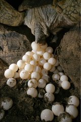 Grüne Schildkröte legt seine Mayotte -Komoros -Eier nieder