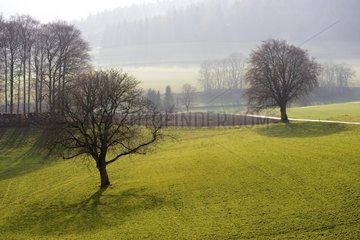 Grasslands landscape of Jura under mist