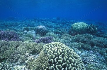 Reef Coralien mit Madrepora French Polynesien