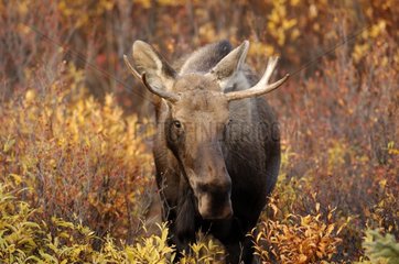 Portrait of a young male Elk Denali National Park Alaska