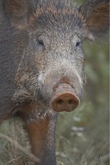 Portrait of Wild boar France
