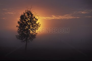 Isolated tree at sunrise Elk Island Canada
