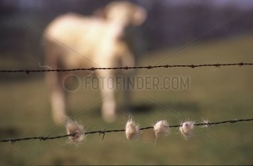 Hairs group of a Charolaise suspend on barbed wire