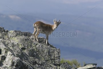 Young Spanish Ibex on a rock Spain