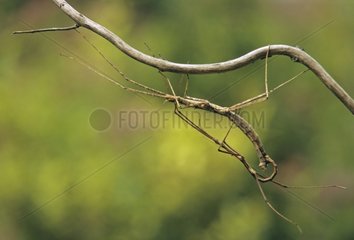 Stick insects mating Vietnam