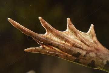 Beinbein eines Perez -Froschmänners Spanien