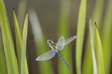 Emperor Dragonfly flight to the waterfront in the spring