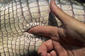 Sexage of Gharial of the gange before relacher Nepal