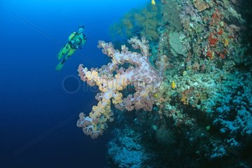 Soft Coral and diver Barracuda Point Sidapan Malaysia