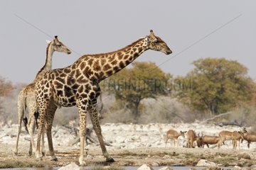 Giraffes come to be refreshed at a water point Etosha