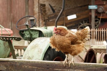 Huhn posierte auf einer Balustrade in einem Bauernhof Somme Frankreich