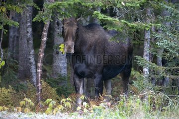 Female Elk eating leaves in a campground Gaspesie NP Quebec