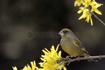Greenfinch posed on a branch France