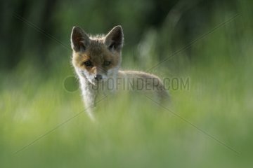 Young red fox in the grass Vosges France