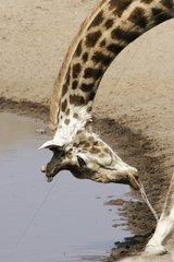 Giraffe come to be refreshed at a water point Etosha
