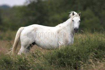 Camarguais horse in a bushy field France