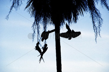 Brazil. Macaws playing in a palm tree at Pantanal Matogrossense  Brazil. silhouette  birds.