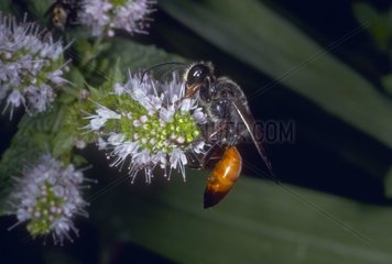 Sphex rufocinctus butinant a flower