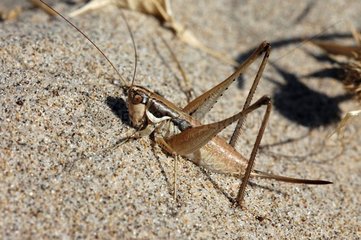 Female grasshopper on a sand beach in Sardinia