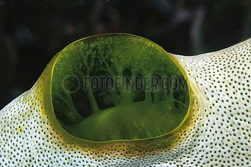 Ascidian Komodo Indonesia