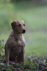 Jagdhund Labrador Retriever Schlampe vorsichtig herum