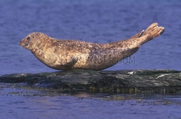 Seal Conqual-Marine auf einem America Rock