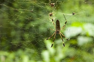 Spider on web Refuge Hacienda Barù Costa Rica