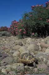 Greek tortoise crawling on stones on the Lesbos island