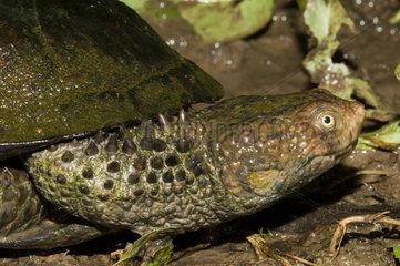 Portrait of Black Spine-necked Swamp Turtle