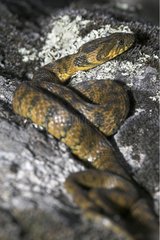 Viperine water snake on a rock